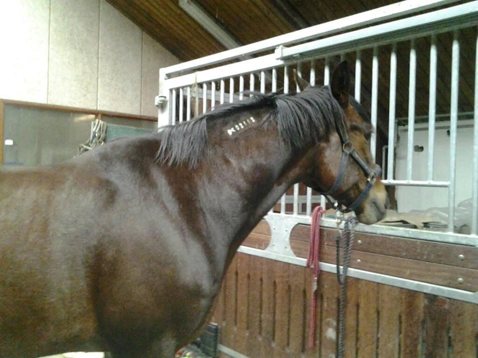 Standardbred Hej Kaj billede 3