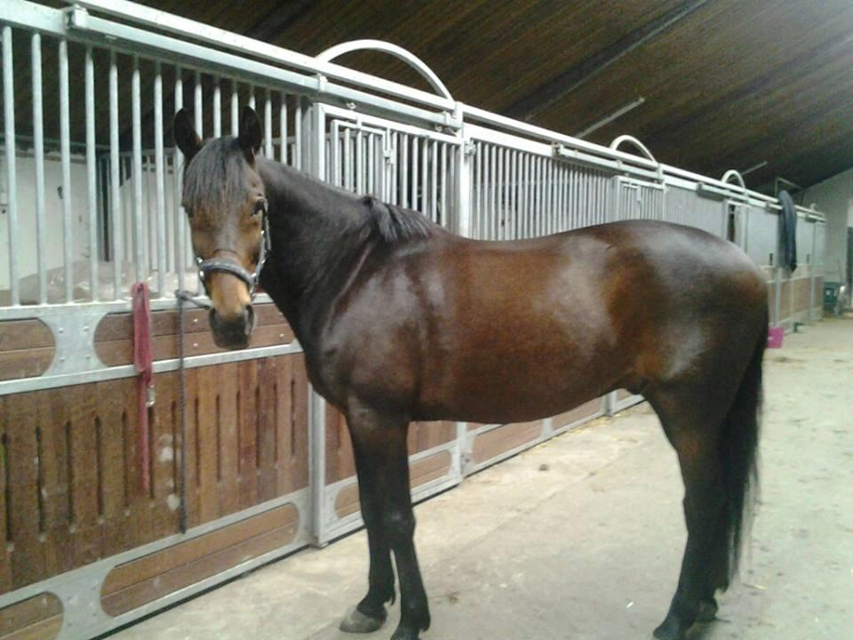 Standardbred Hej Kaj billede 4
