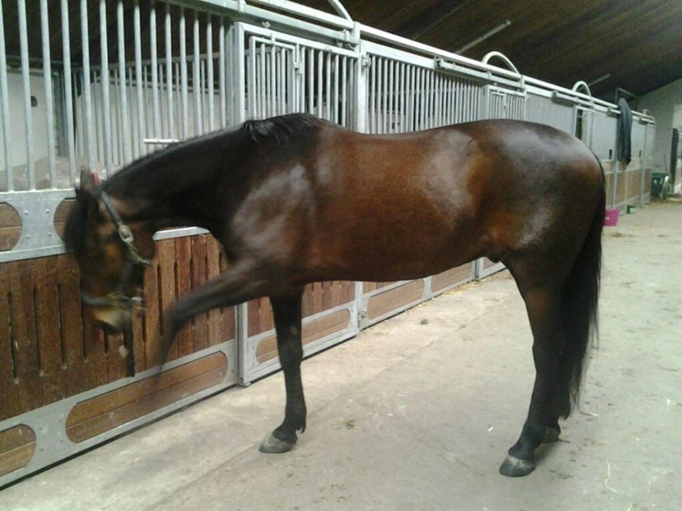 Standardbred Hej Kaj billede 5