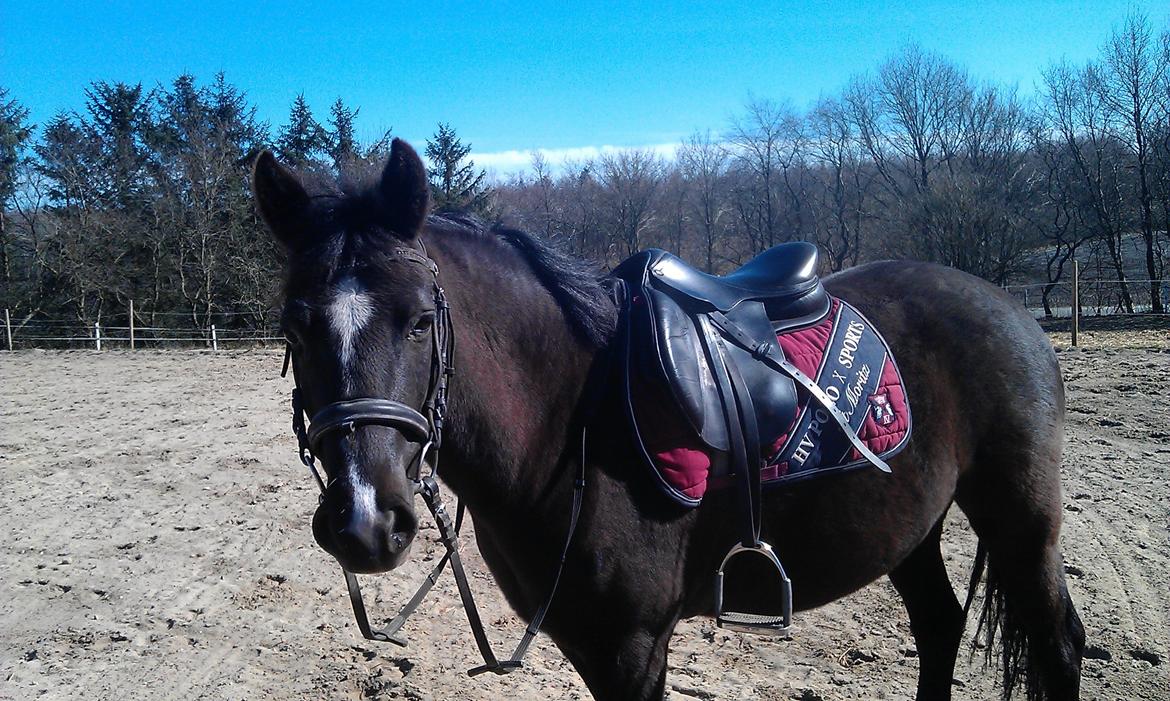 New Forest Naomi af Lindbjerghus billede 10