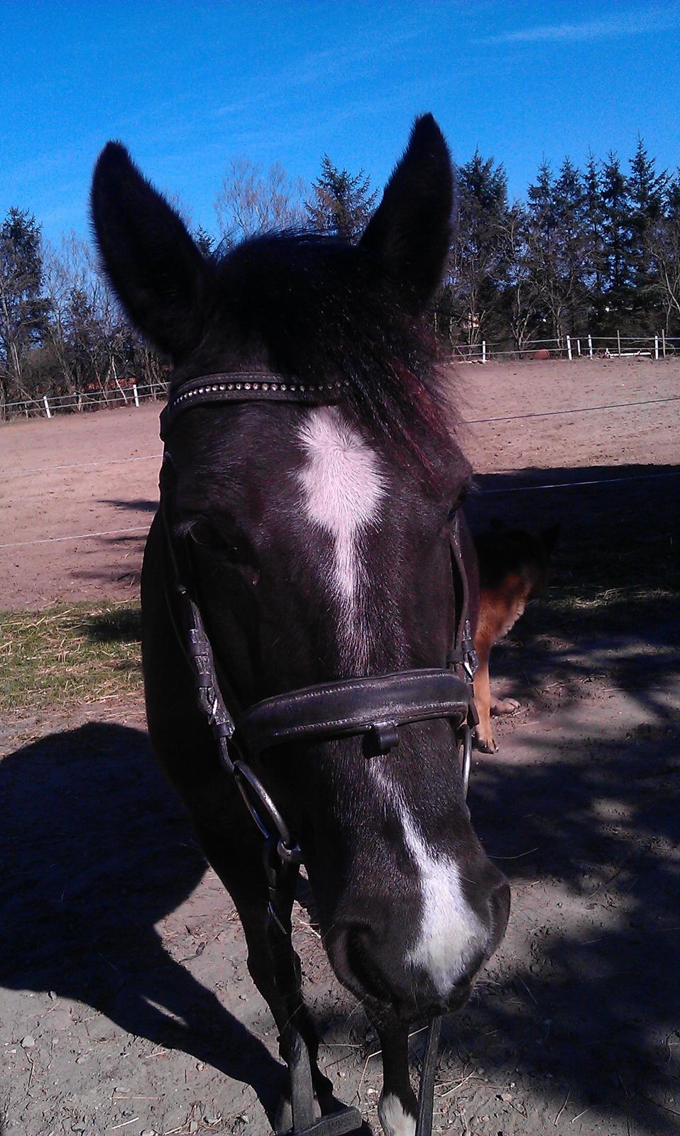 New Forest Naomi af Lindbjerghus billede 1