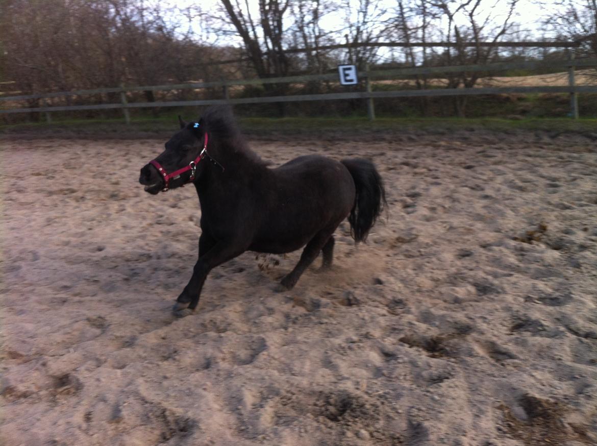 Shetlænder Mejse [Tidl. Passer] billede 18