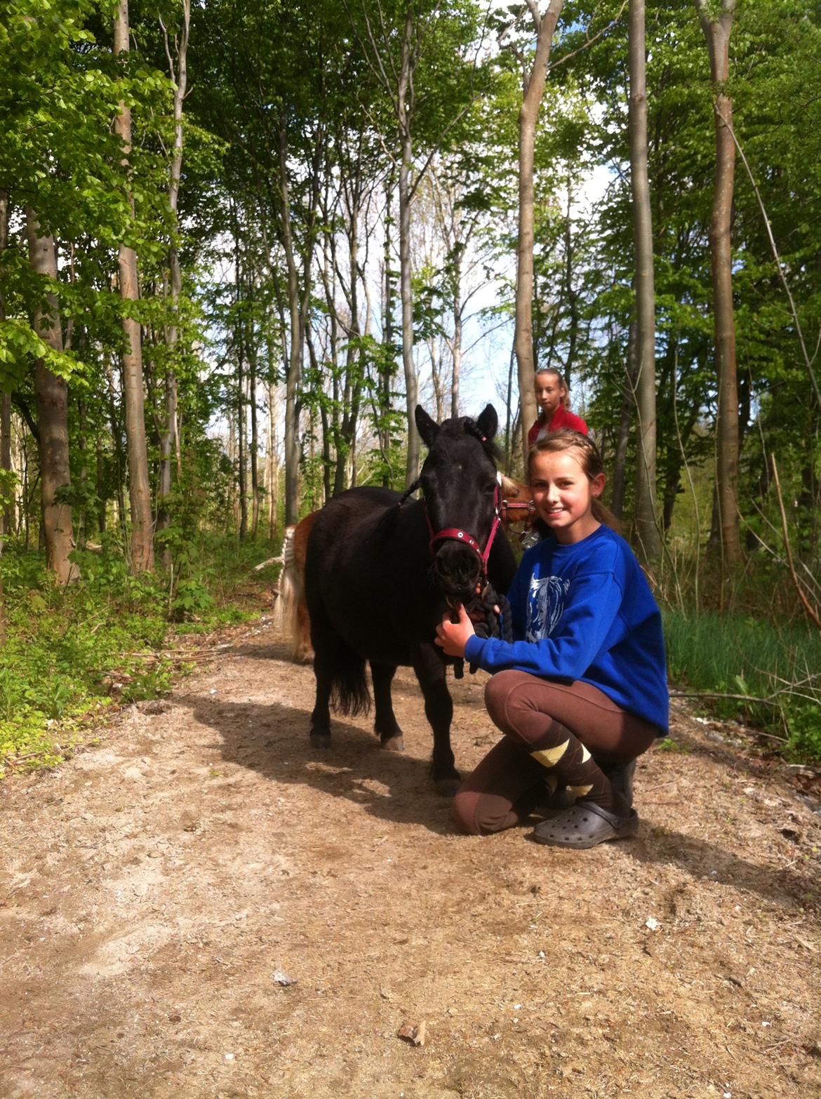 Shetlænder Mejse [Tidl. Passer] billede 1