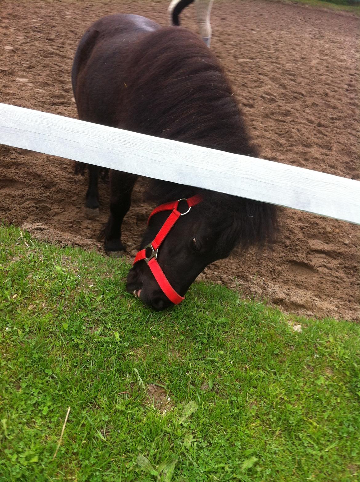 Shetlænder Mejse [Tidl. Passer] billede 9