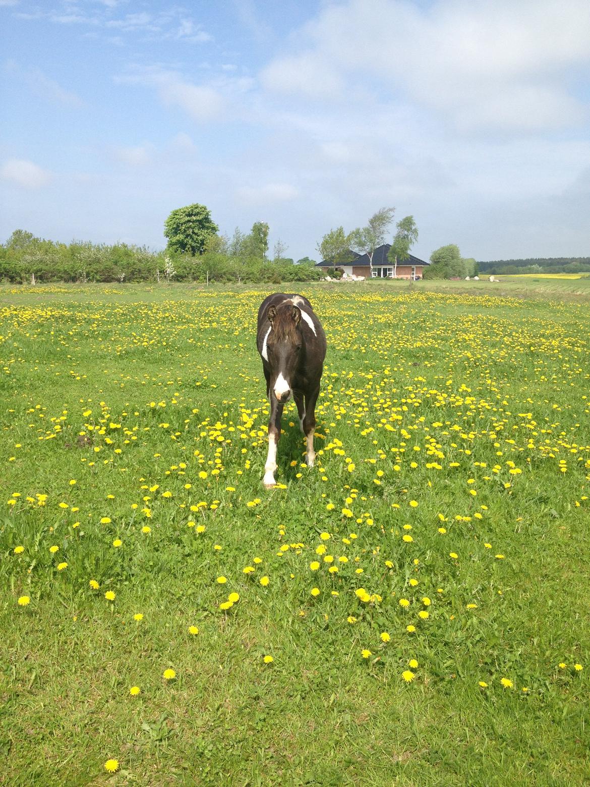 Anden særlig race Miracle Diamond billede 15