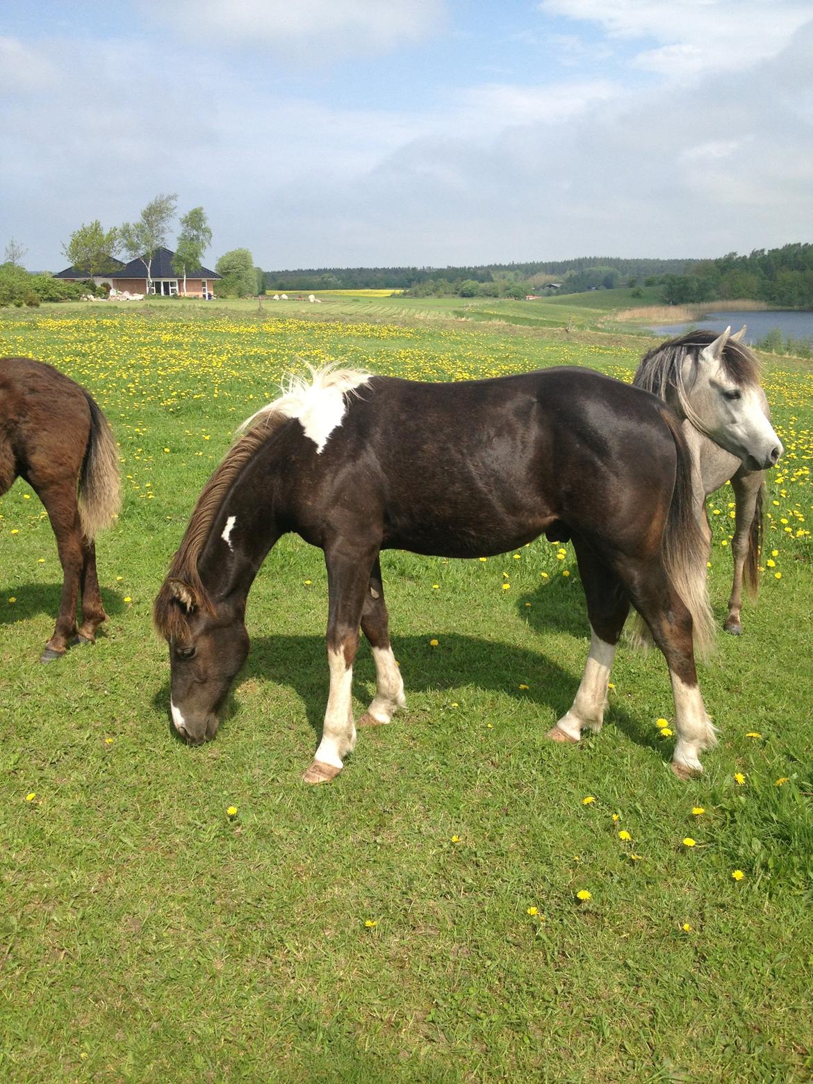 Anden særlig race Miracle Diamond billede 16