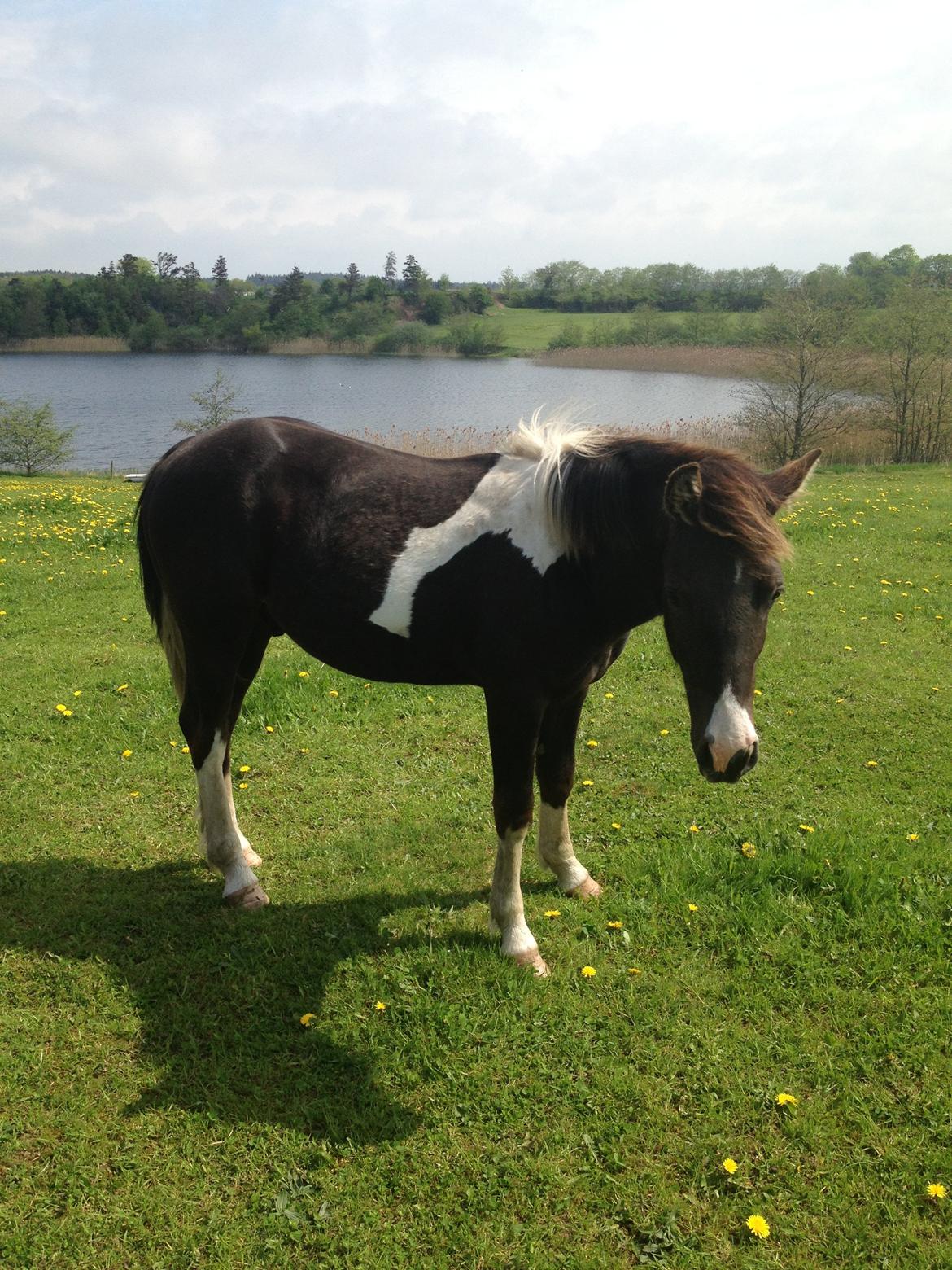 Anden særlig race Miracle Diamond billede 17