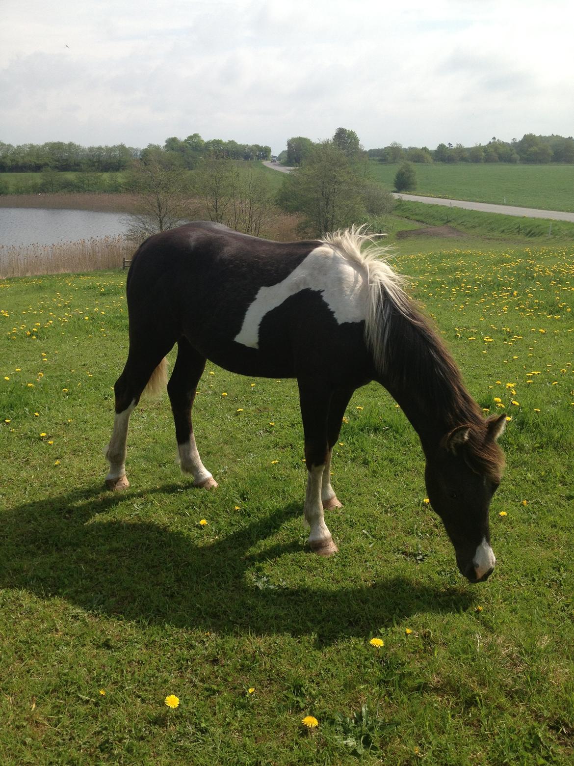 Anden særlig race Miracle Diamond billede 18