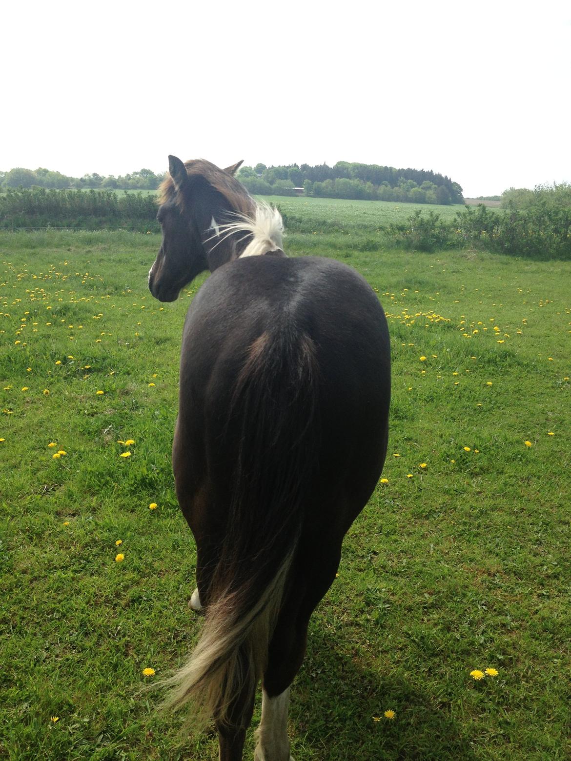 Anden særlig race Miracle Diamond billede 19