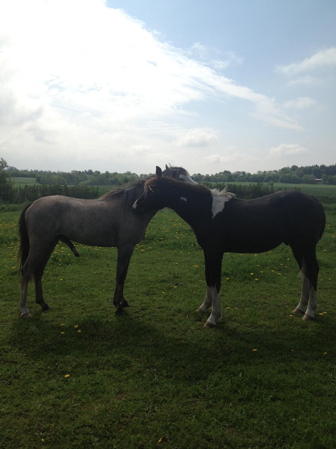 Anden særlig race Miracle Diamond billede 20