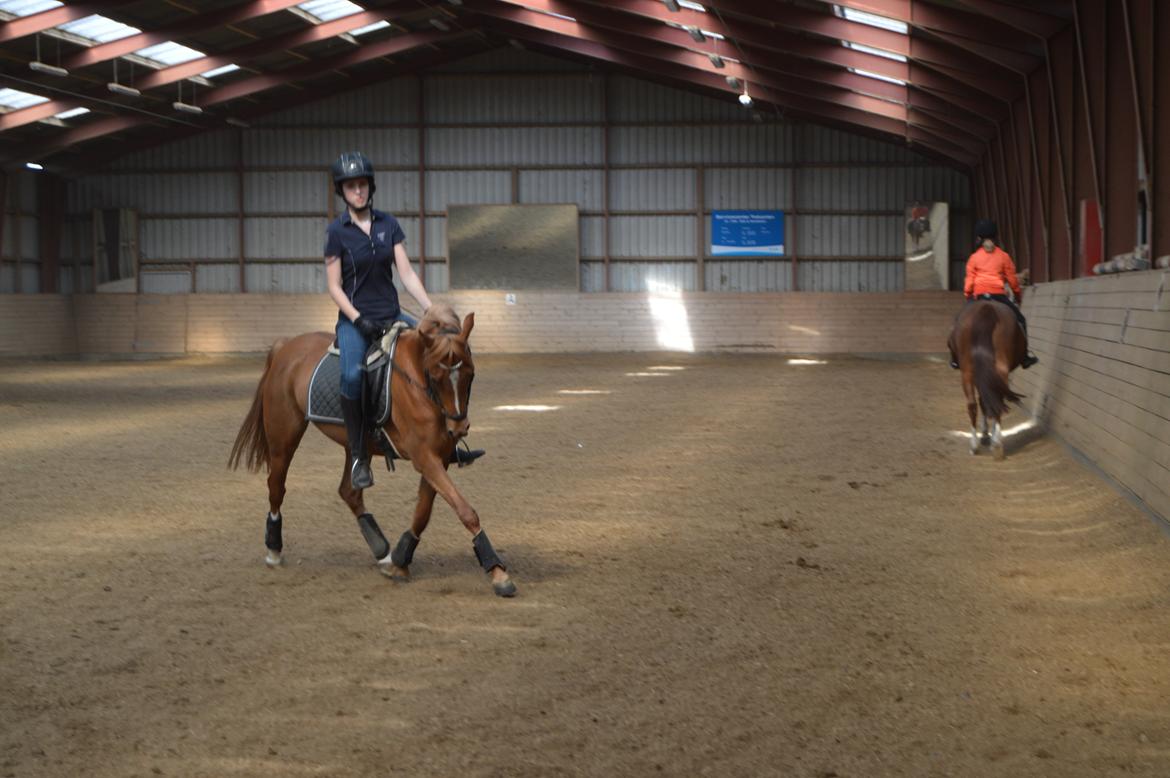 Welsh Partbred (Sec F) Sweet About Me billede 14
