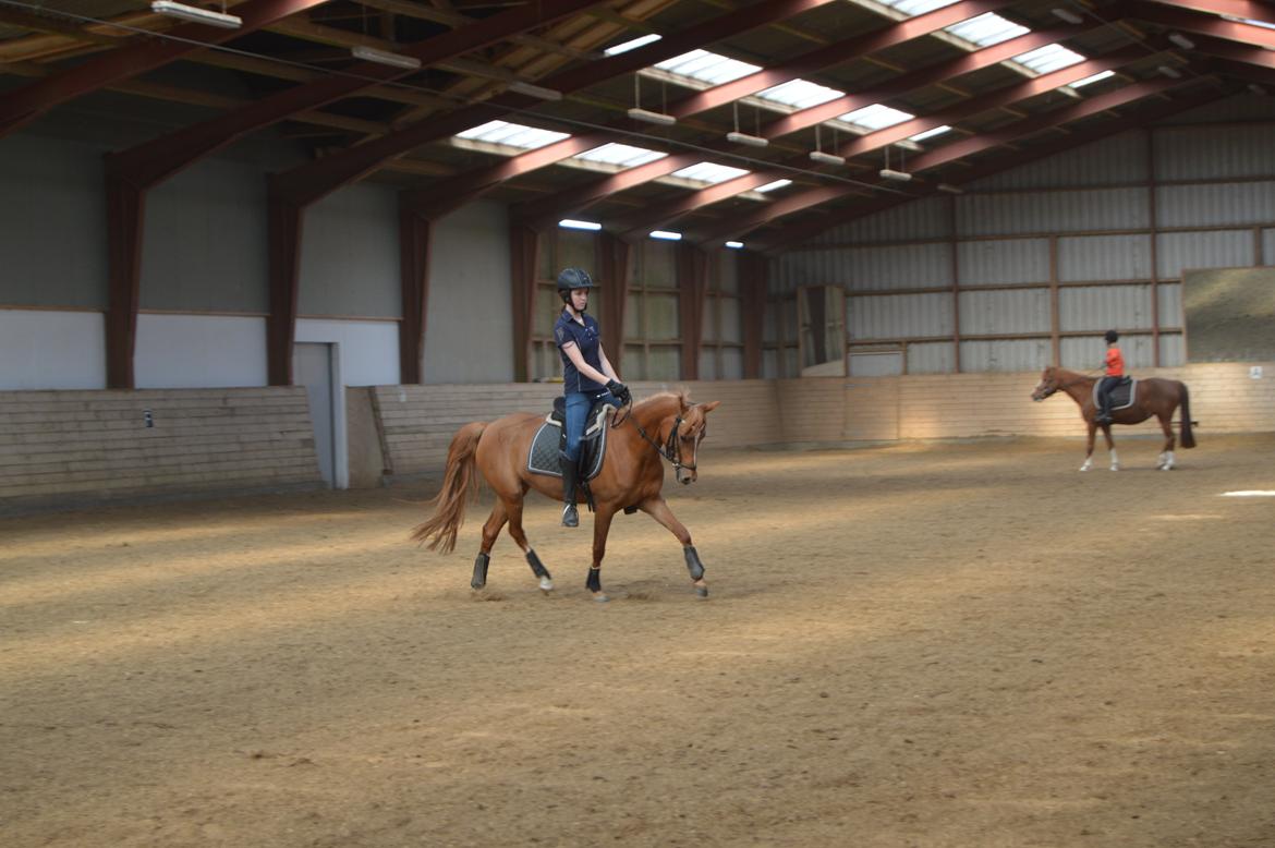 Welsh Partbred (Sec F) Sweet About Me billede 15