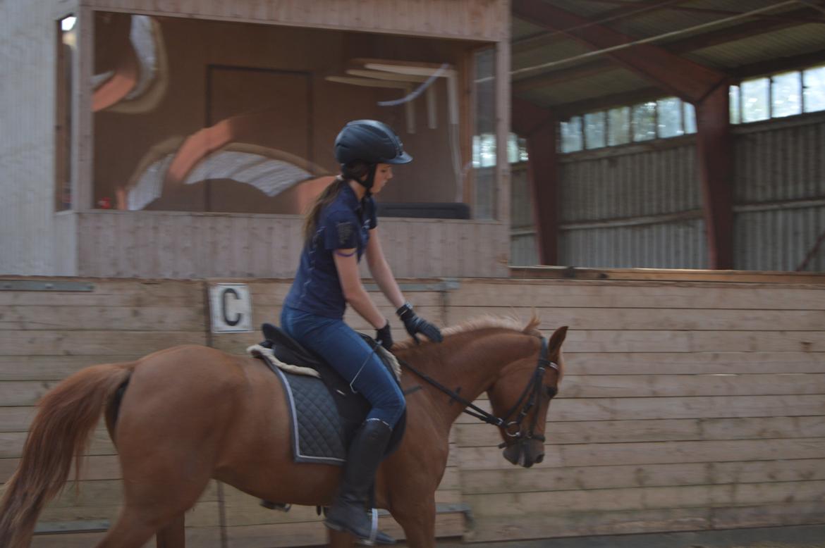 Welsh Partbred (Sec F) Sweet About Me billede 16