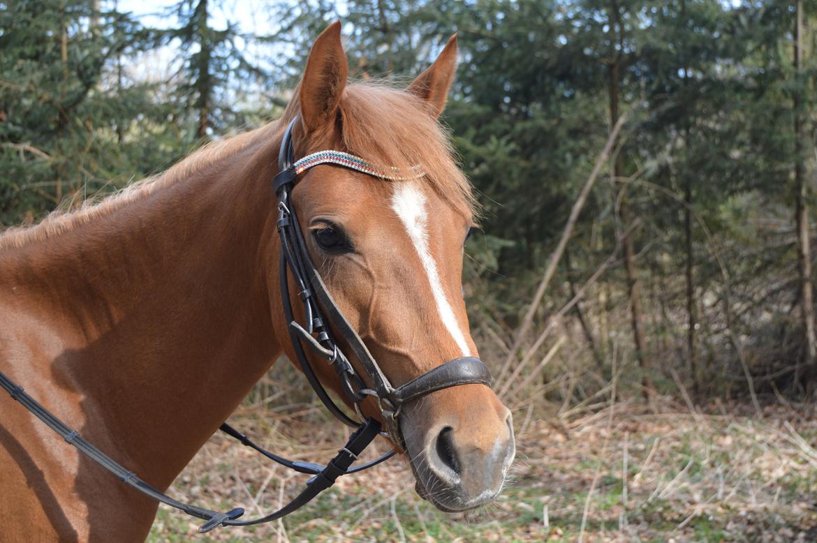 Welsh Partbred (Sec F) Sweet About Me billede 1