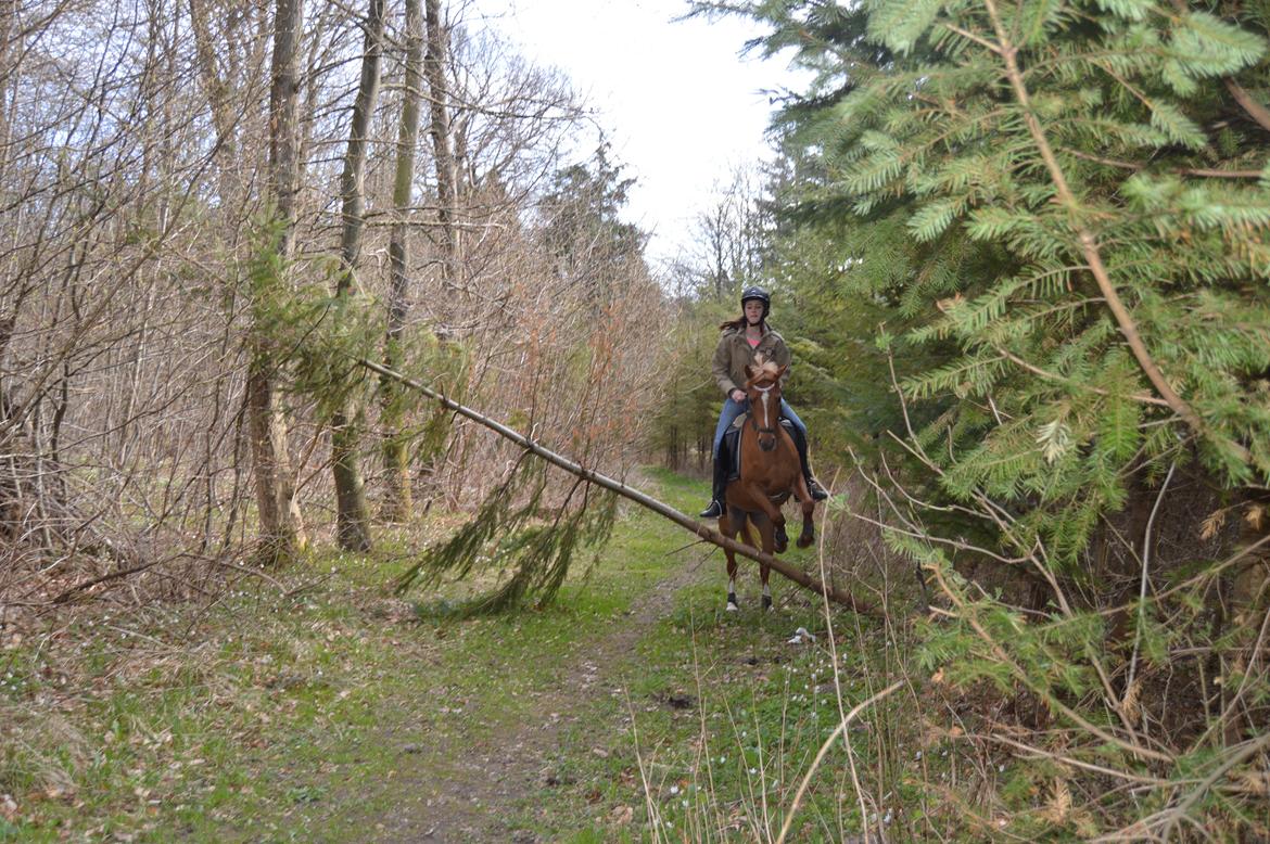 Welsh Partbred (Sec F) Sweet About Me billede 17