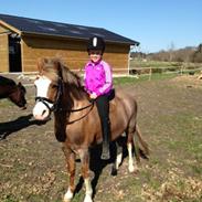 Welsh Mountain (sec A) Waterland's Pocahontas