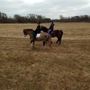 Welsh Mountain (sec A) Waterland's Pocahontas