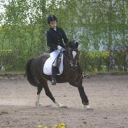 Welsh Pony af Cob-type (sec C) Dorthealyst Rosemary