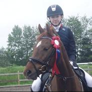 Dansk Varmblod Rinkenæs' Chico