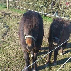 Anden særlig race Little Jack