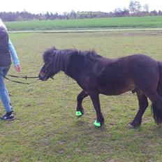Anden særlig race Little Jack