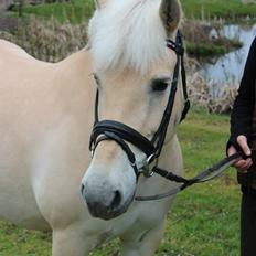 Fjordhest Fiona Obkærgård