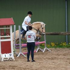 Fjordhest Fiona Obkærgård