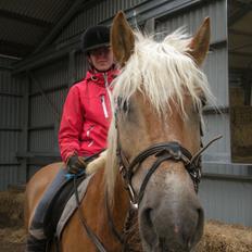 Haflinger Bamse
