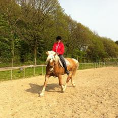 Haflinger Bamse