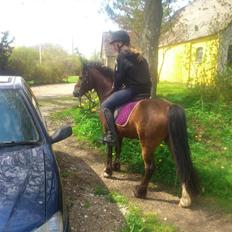 Welsh Pony af Cob-type (sec C) Gribsvads Mango