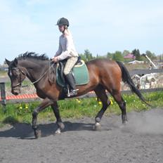 Trakehner Leonhard ( bamse )