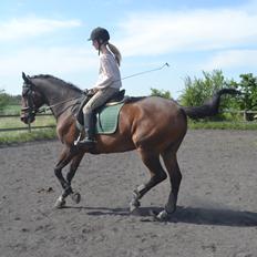 Trakehner Leonhard ( bamse )