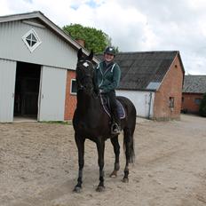 Dansk Varmblod ANEMONE N