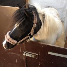 Anden særlig race Perle