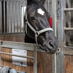 Dansk Varmblod ANEMONE N