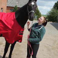 Dansk Varmblod ANEMONE N