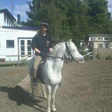 Welsh Partbred (Sec F) Harald Sir Bell