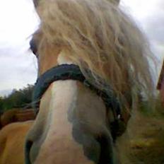 Haflinger Koldborg Stoffer