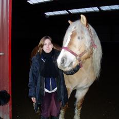 Haflinger Koldborg Stoffer