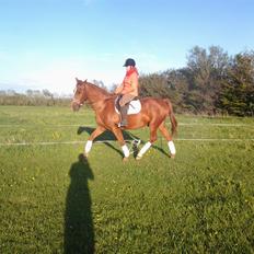 Dansk Varmblod Zarthur