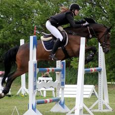 Tysk Sportspony Sultan