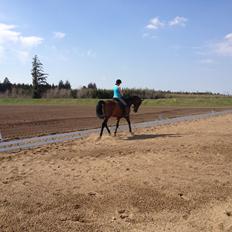 Dansk Varmblod Van Light