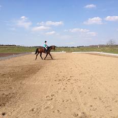 Dansk Varmblod Van Light