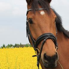 Holstener Chess Mate R.I.P <3