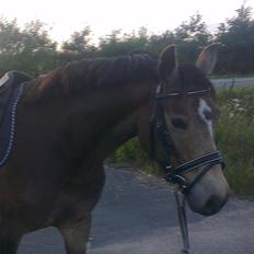 DSP Marielunds Fleue Delis