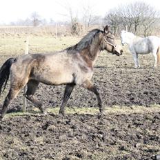 DSP Marielunds Fleue Delis