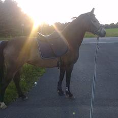 DSP Marielunds Fleue Delis