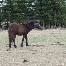 Islænder Tristan fra Anegaarden