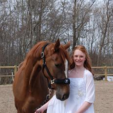 Dansk Varmblod Aysia e