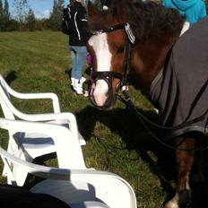 Welsh Mountain (sec A) Hunk